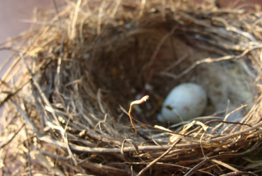 FI  Rentokil  Birds nest