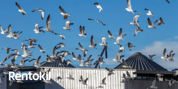 2 EU Rentokil Blog Do birds really spread disease