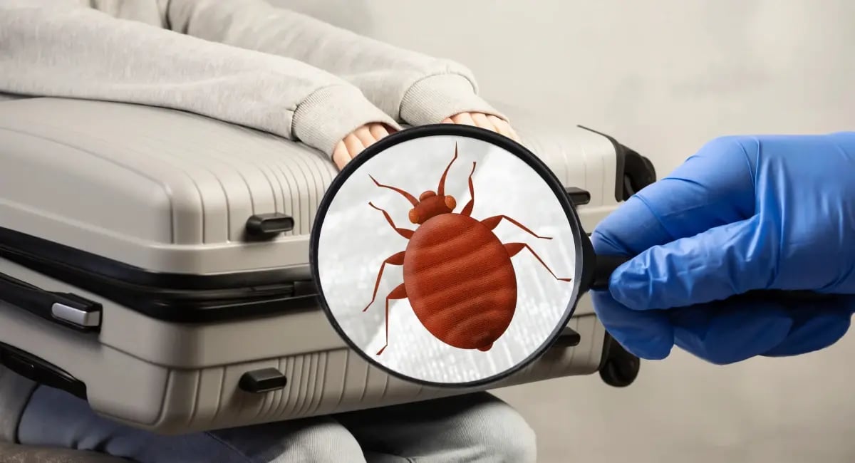 Lutikoita matkalaukussa