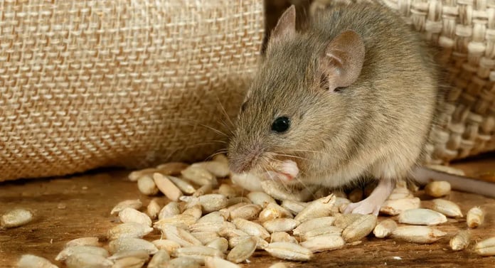 Hiiri syömässä viljanjyviä sisällä.