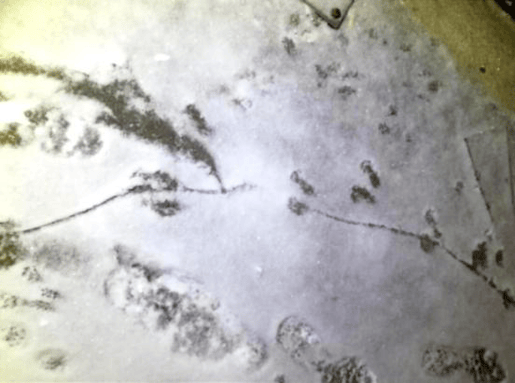 Rotan jäljet lumessa