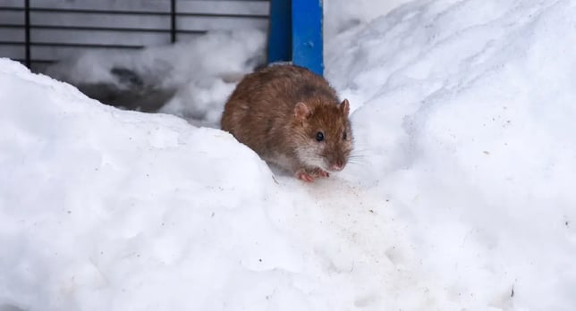 FI Rentokil blog rat