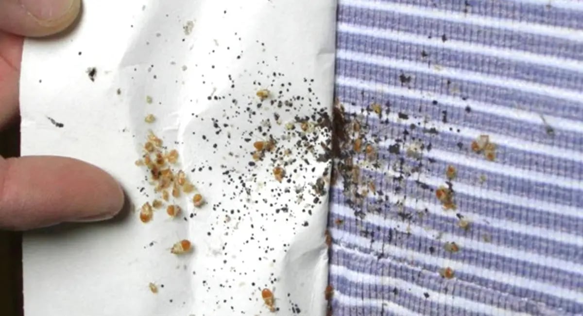 Lutikoiden merkkejä patjassa