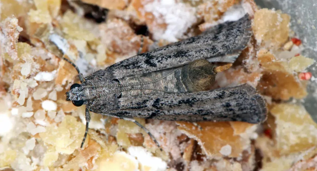 Jauhokoisa (Ephestia kuehniella)