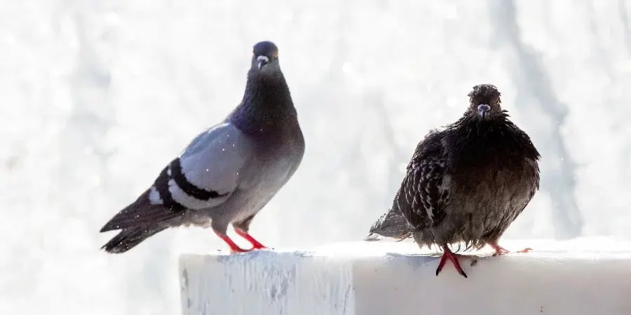 Lintuja rakennuksen kaiteella