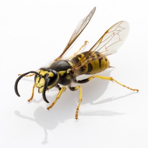 Wasp-300x300