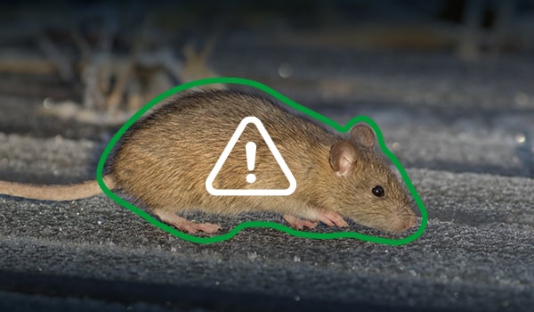 Rodent circled with green line and caution icon on top -email-WST