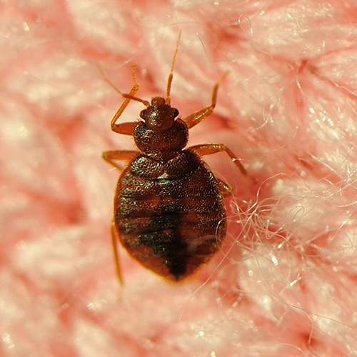 GettyImages-183382435-Bed-bug