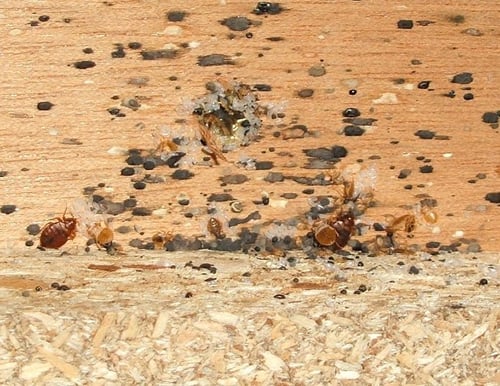 bed bugs_headboard_10